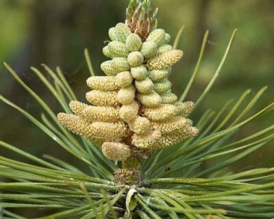 Сосна черная "Пирамидалис"