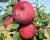 Яблоня колоновидная "Валюта"
