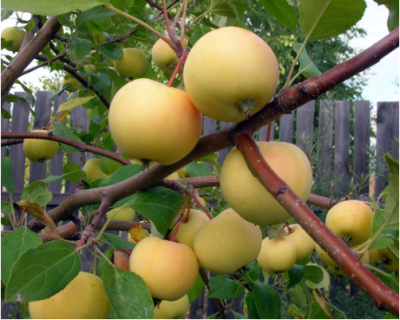 Яблоня "Уральское наливное"