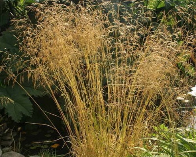 Щучка дернистая "Голдшлеер"