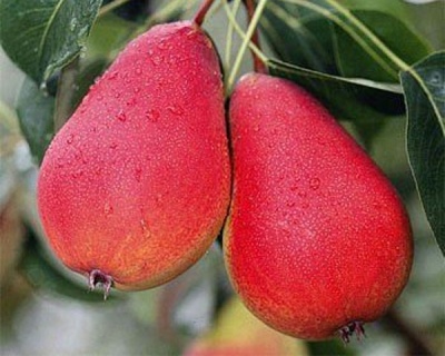 Груша "Ника"