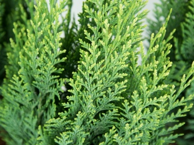 Кипарисовик Лавсона "Вайт Спот"