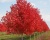 Клен красный "Ред Сансет"