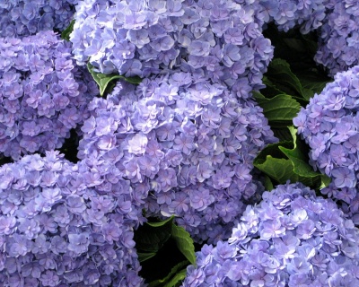 Гортензия крупнолистная "Тугезе" (Together)