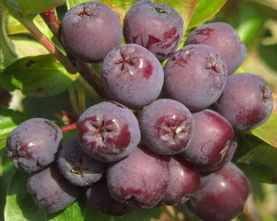 Рябина Сладкоплодная "Бурка"