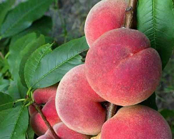 Персик "Кардинал"