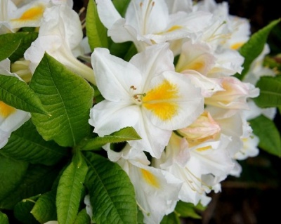 Азалия крупноцветковая "Персил"