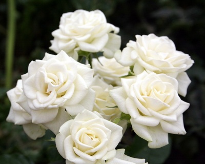 Спрей-роза «Сноу Денс»