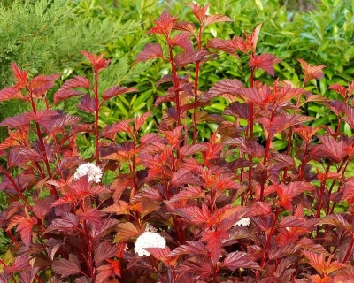 Пузыреплодник "Диабло Д’Ор" (Diable D’Or)