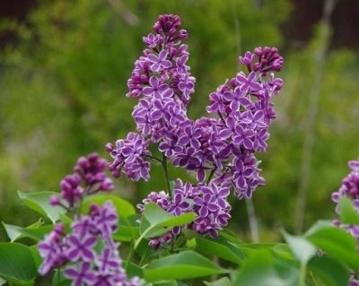 Сирень "Сенсация"