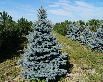 Ель колючая "Хото"