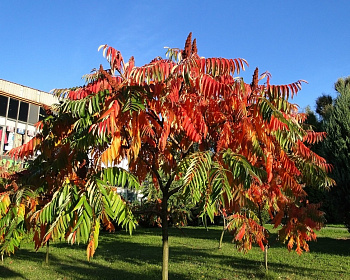 Сумах Уксусный