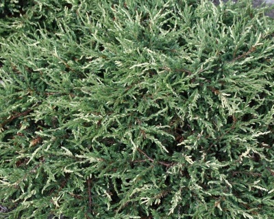 Можжевельник обыкновенный "Спотти Спредер"