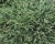 Можжевельник обыкновенный "Спотти Спредер"