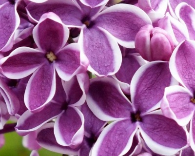 Сирень "Сенсация"