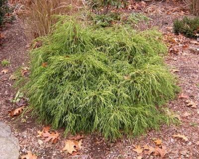 Кипарисовик Горохоплодный "Нана"