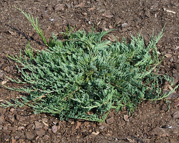 Можжевельник горизонтальный "Джейд Ривер"