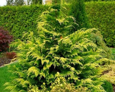 Кипарисовик Лавсона "Голден Кинг"