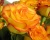 Роза Флорибунда «Циркус» 