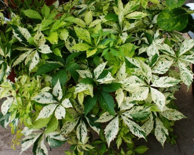 Виноград девичий пятилисточковый "Стар Шоуерс"(P-9)