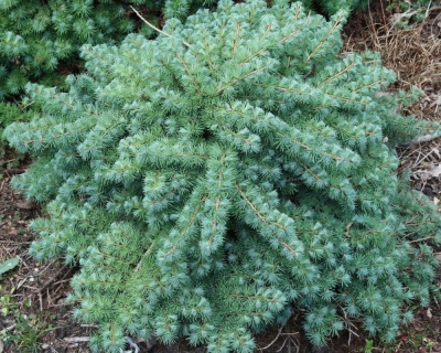 Лиственница японская "Блю Дварф"