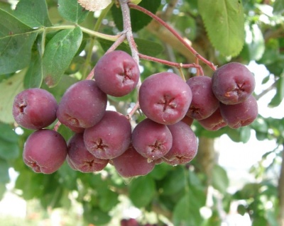 Рябина "Гранатная"