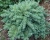Лиственница японская "Блю Дварф"