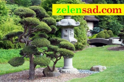 Бонсай из сосны h=3 м