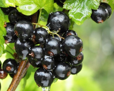 Смородина "Белорусская сладкая"