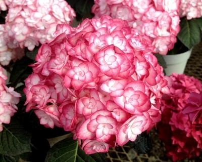 Гортензия крупнолистная "Мисс Саори" (Miss Saori)