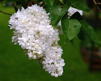 Сирень "Мадам Лемуан"