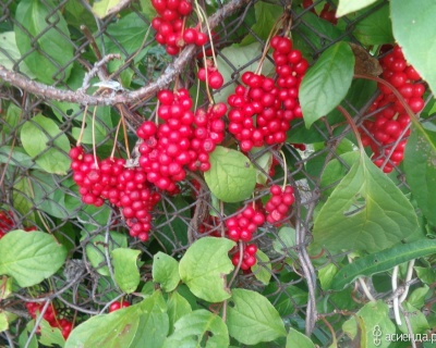 Китайский лимонник "Садовый-1"