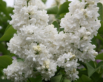 Сирень "Мадам Лемуан"