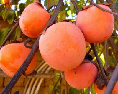 Хурма "Божий дар"