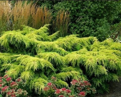 Можжевельник средний "Пфитцериана Ауреа"