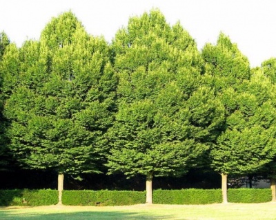 Граб обыкновенный "Колумнарис"