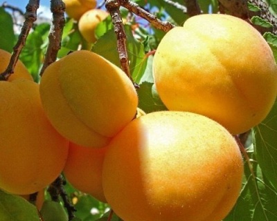 Абрикос "Триумф Северный"