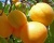 Абрикос "Триумф Северный"