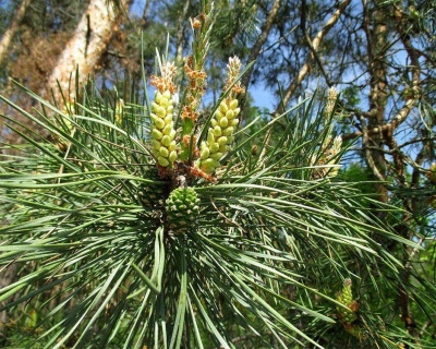 Сосна обыкновенная