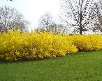 Форзиция яйцевидная «Мелиса»