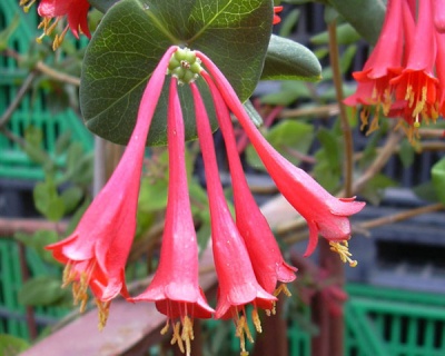 Жимолость Брауна "Фуксиойдес"(P-9)