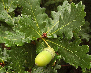 Дуб черешчатый