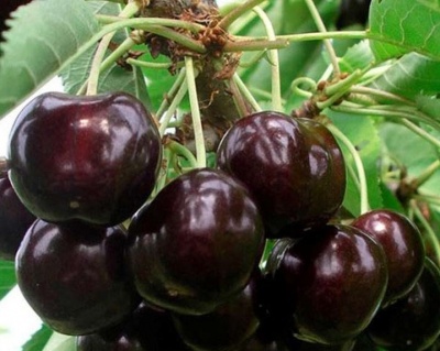 Черешня "Ипуть"