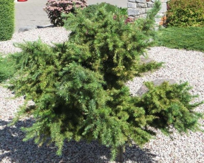 Лиственница Европейская "Литл Богл"