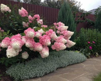 Гортензия метельчатая "Ванилла Фрейз" (Vanille fraise)