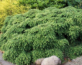 Тсуга канадская "Нана"