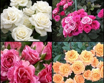 Комплект Спрей роз