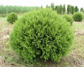 Туя западная "Глобоза"