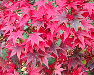 Клен пальмолистный "Бладгуд"