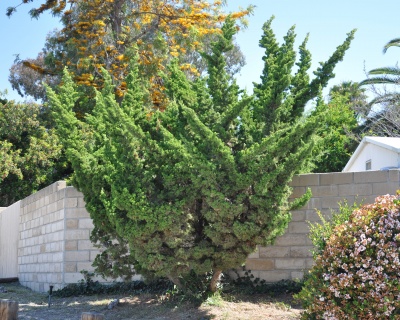 Можжевельник Китайский "Кайзука"